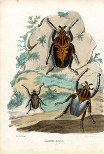 Goliathkevers, 1863-79